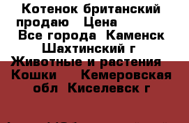 Котенок британский продаю › Цена ­ 3 000 - Все города, Каменск-Шахтинский г. Животные и растения » Кошки   . Кемеровская обл.,Киселевск г.